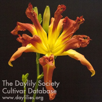 Daylily Double Figures